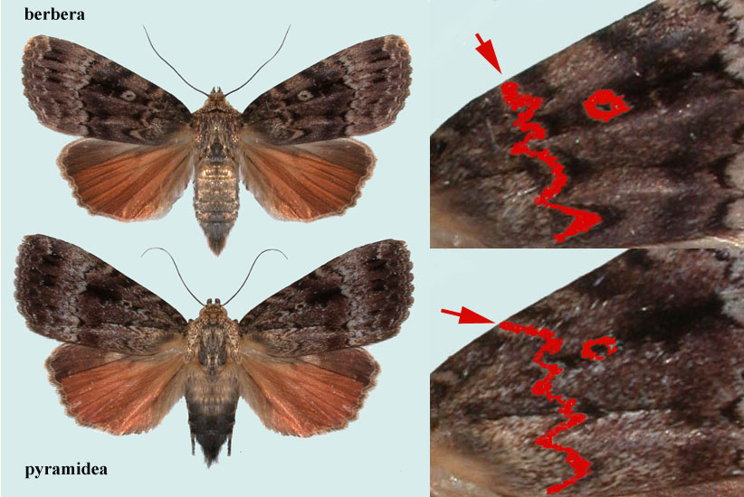 Comparatif Amphipyra berbera / pyramidea